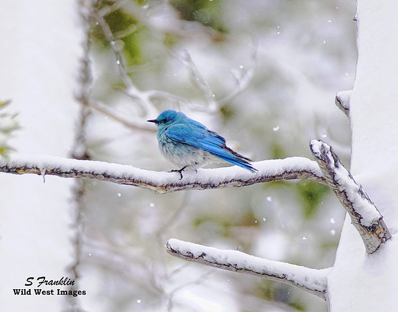 Bluebird 5