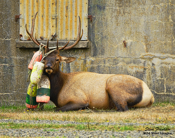 Bull Elk Buoys 2