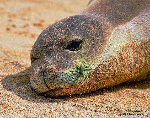 Monk Seal 1