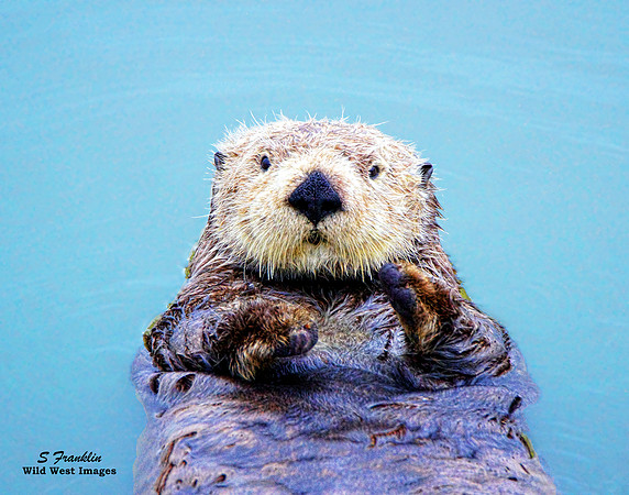 Sea Otter 1