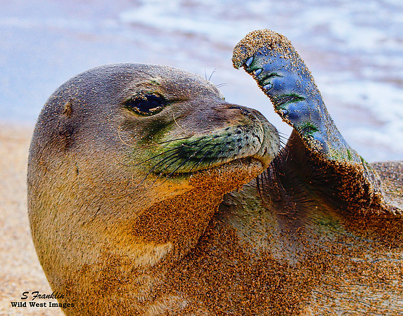 Monk Seal 2