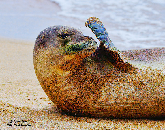 Monk Seal 3