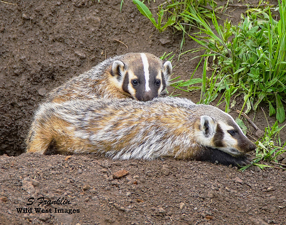 Badgers 1