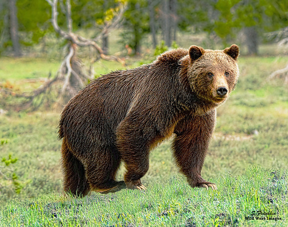 Grizzly # 399 - Teton N.P. 2