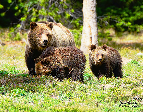 Blondie & Twins - Teton N.P.