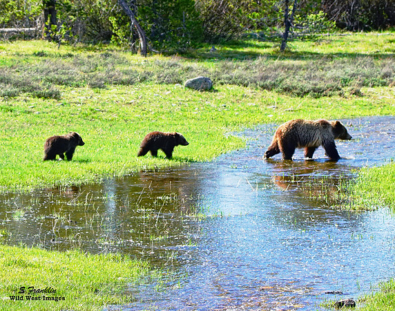Grizzly Blondie & Twins - Teton N.P. 2