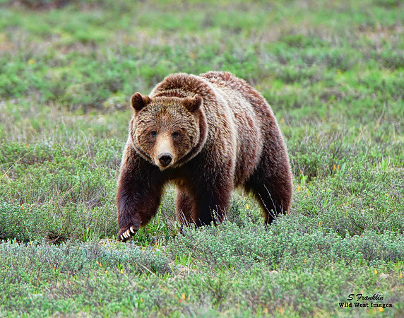 Grizzly # 399  - Teton N.P. 1