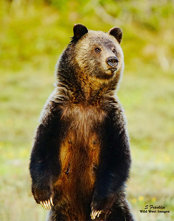 Blondie Standing - Teton N.P. 2