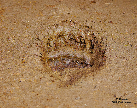 Grizzly paw print