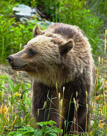Grizzly - Glacier N.P.