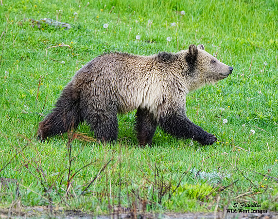 Snow - Yellowstone N.P. 2
