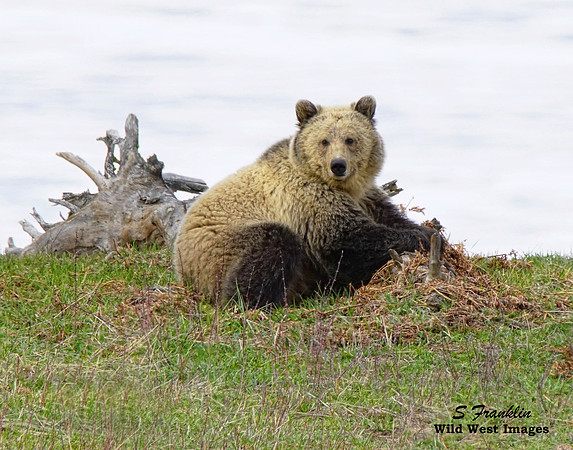 Snow - Yellowstone N.P. 1