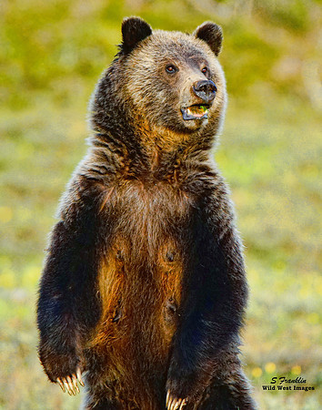 Blondie Standing - Teton N.P. 1