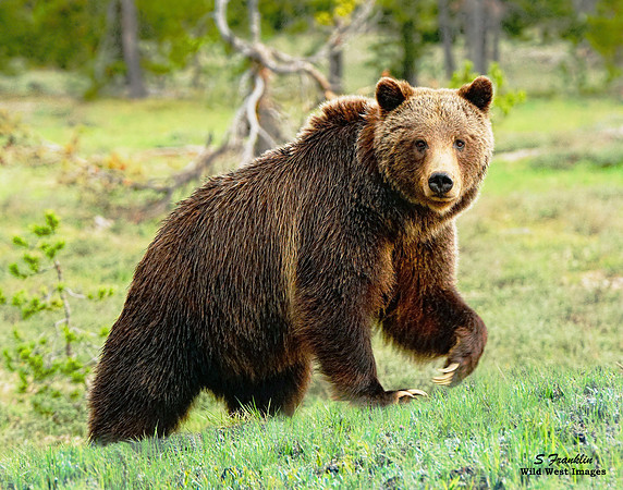 Grizzly # 399 - Teton N.P. 3