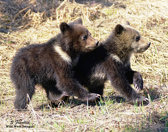 Grizzly Cubs - by a Nose 2