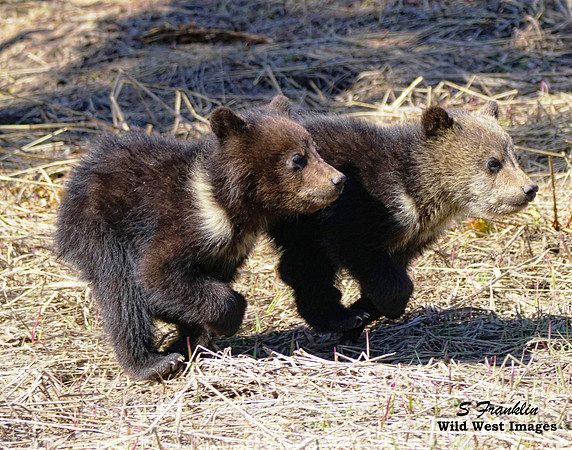 Grizzly Cubs - by a Nose 1
