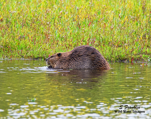 Beaver 2