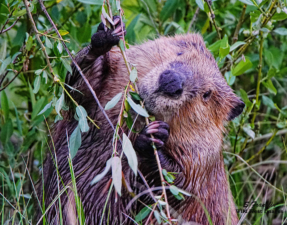 Beaver 1