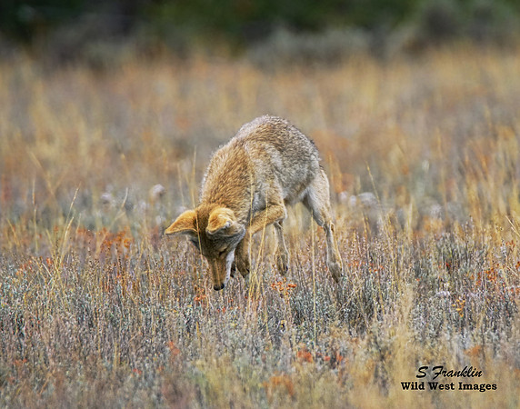 Coyote 3