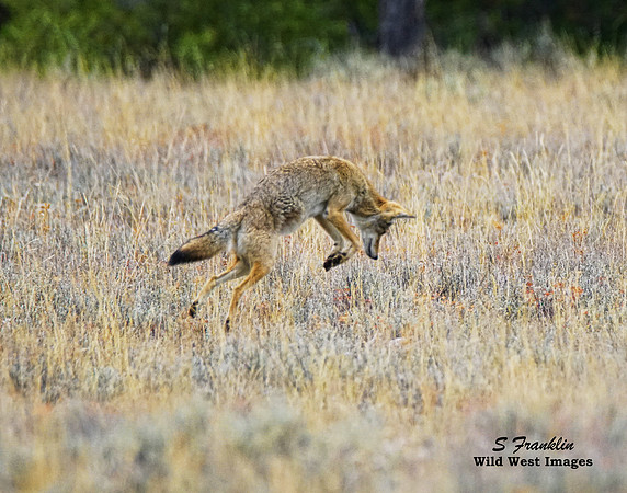 Coyote Pounce 5ward