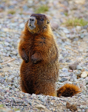Marmot 1