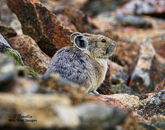 Pika - 2