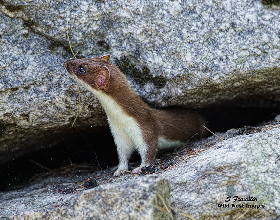 Long Tailed Weasel 1