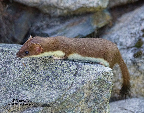 Long Tailed Weasel 2