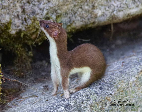 Long Tailed Weasel 3