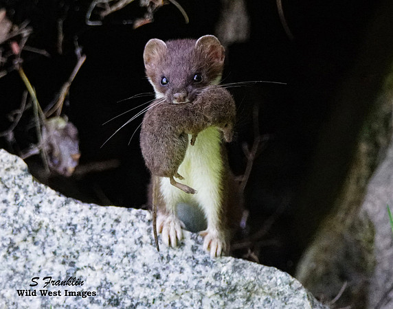 Long Tailed Weasel 4