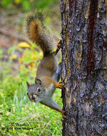 Squirrel 1