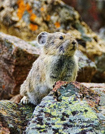 Pika 3