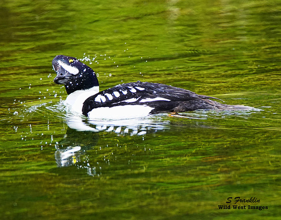 Barrows Golden Eye 2