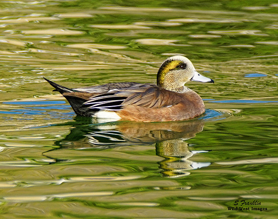 American Wigeon 2