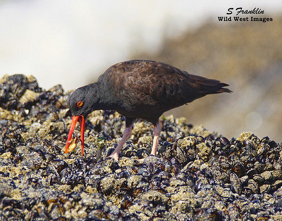 Black Oyster Catcher 1