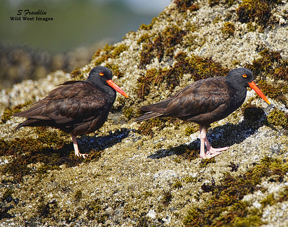 Black Oyster Catcher 2