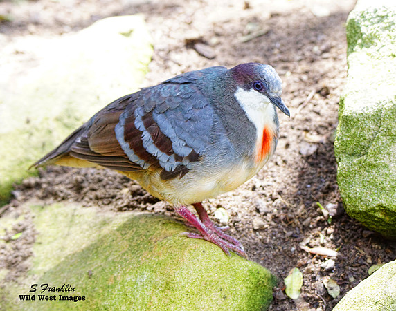 Bleeding Heart Dove