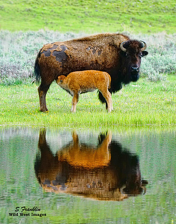 Bison n Calf 1