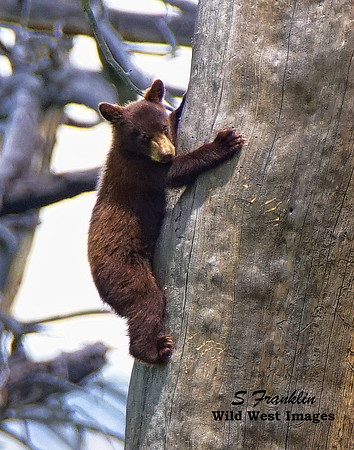 Black Bear cub in tree 1