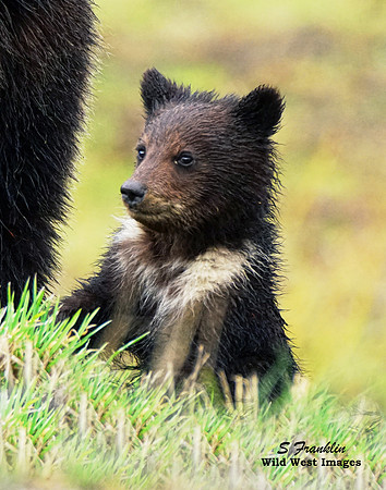 Grizz cub 10