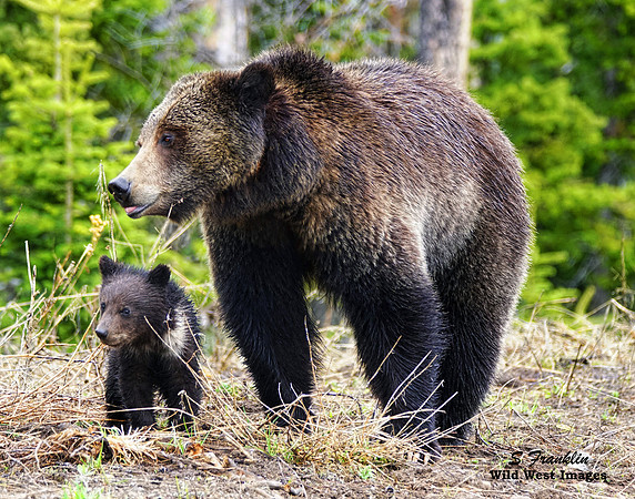 Felecia n cub 7