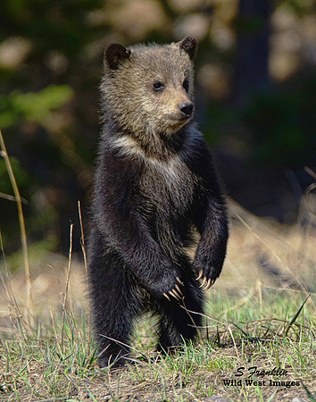Grizz cub 1