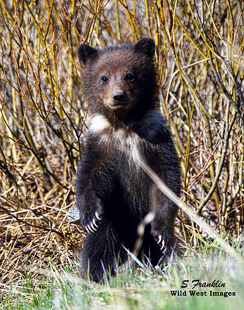 Grizz cub 3