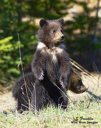 Grizz cubs 5