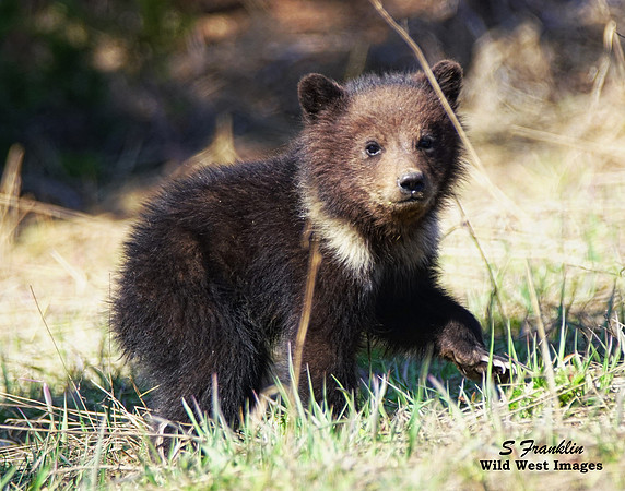 Grizz cub 6