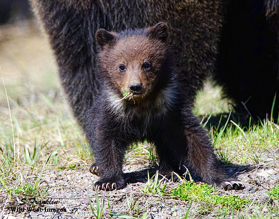 Grizz cub 4