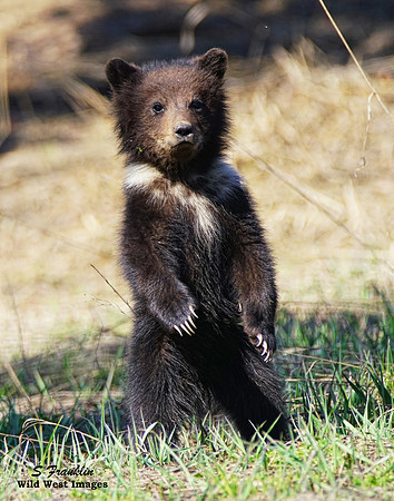 Grizz cub 7