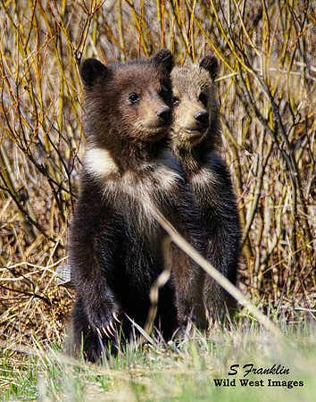 Grizz cubs 9