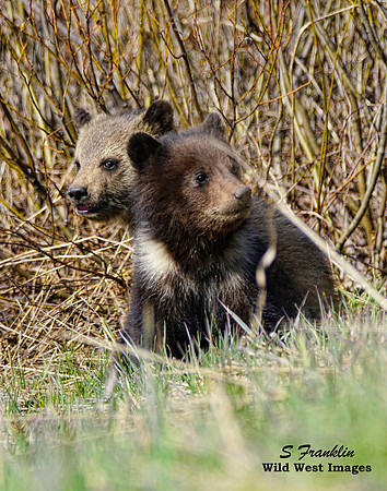 Grizz cubs 10