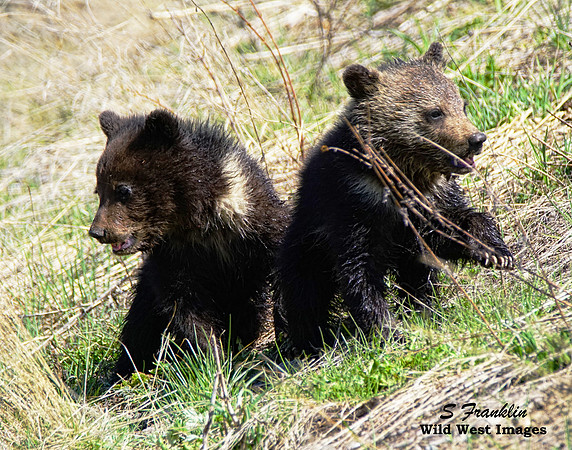 Grizz cubs 11